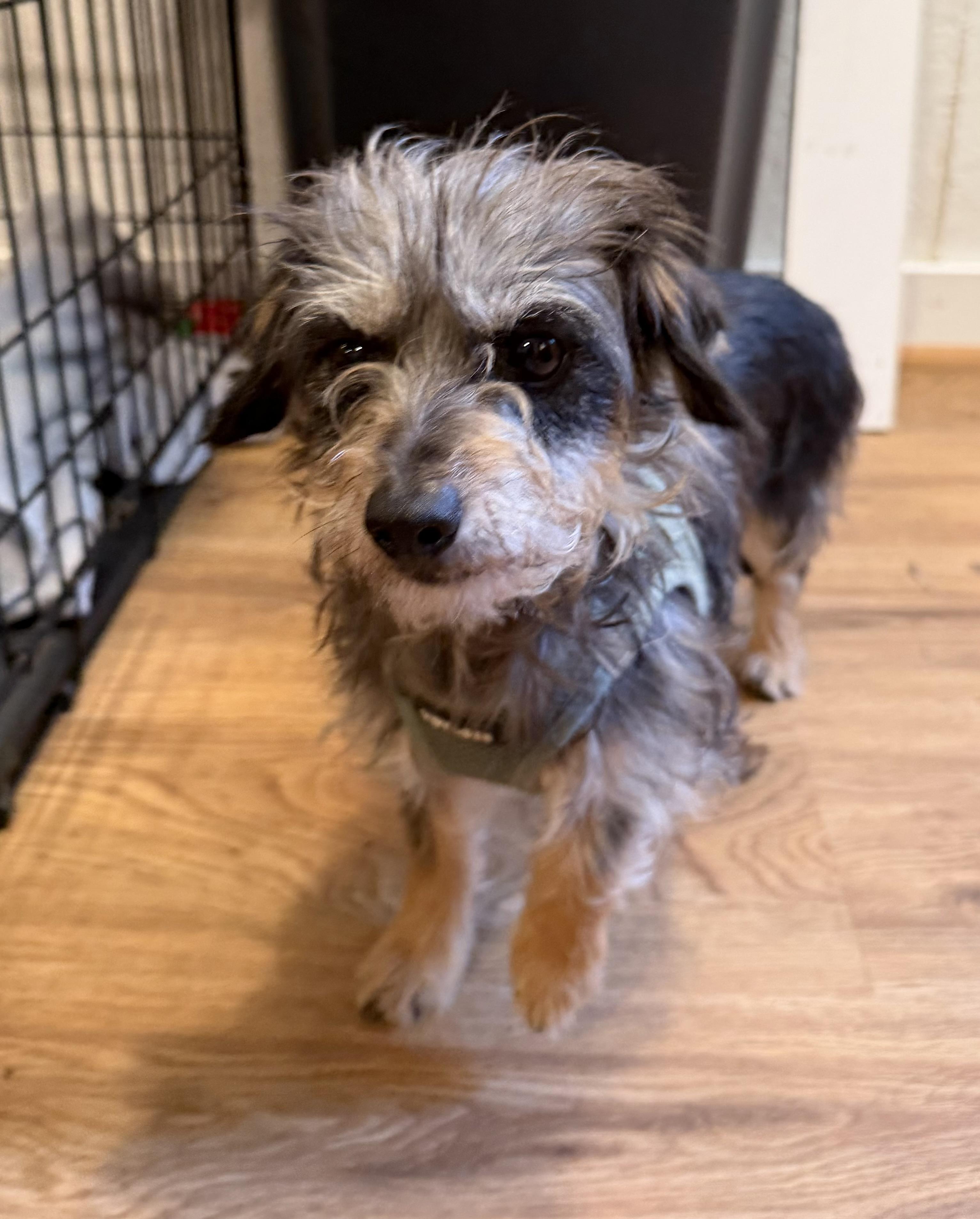 Enlarge Suzy, a Adoptable mixed breed in Kings Mountain, NC image 1/4