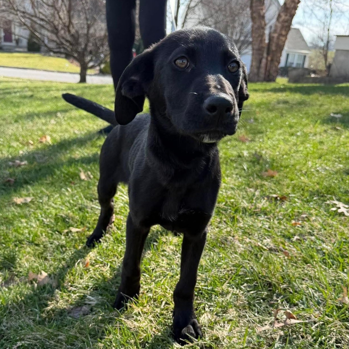 Enlarge Chisel, a ADOPTABLE mixed breed in Bethlehem, PA image 5/5