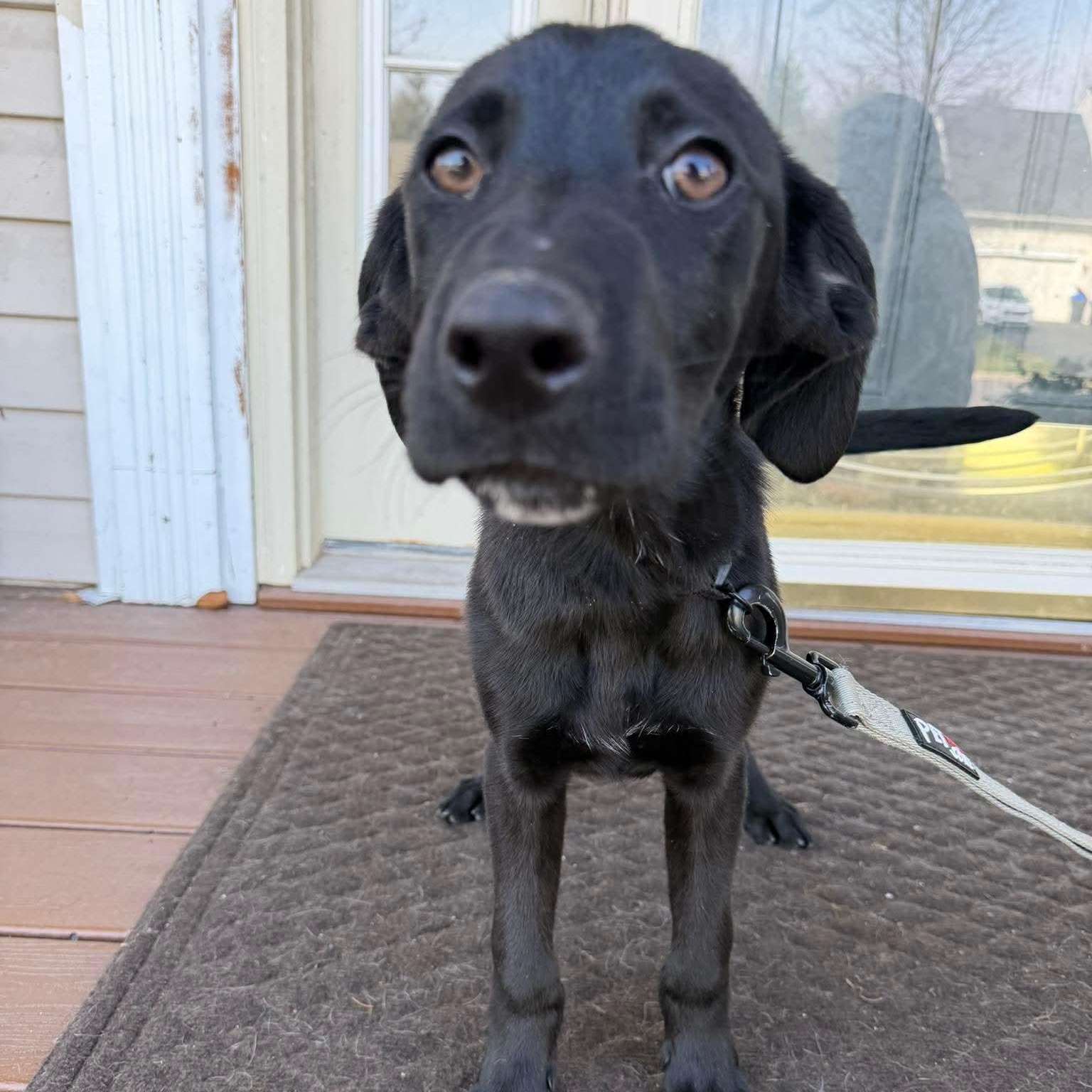 Chisel, ADOPTABLE, Puppy Male Labrador Retriever & Hound.