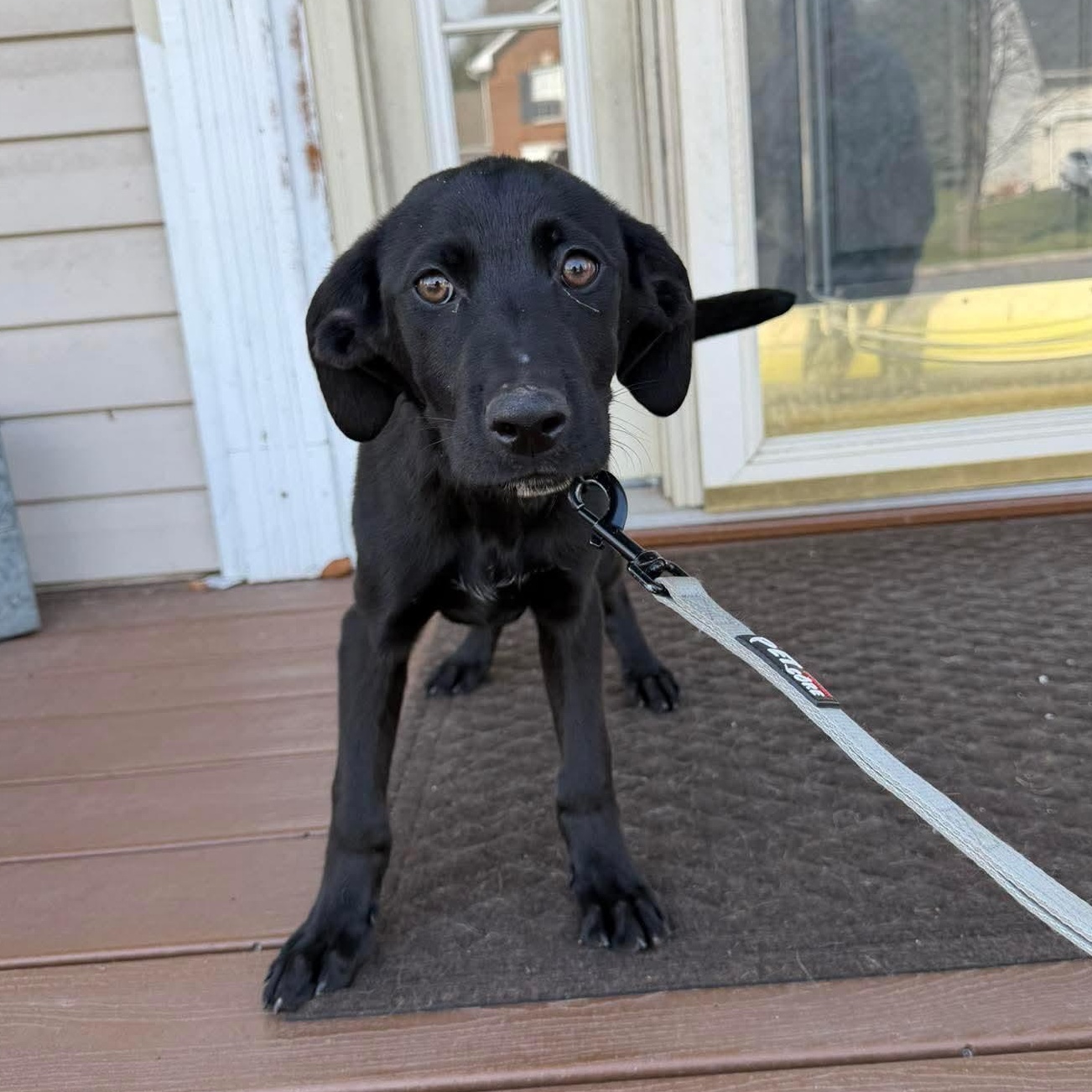 Enlarge Chisel, a ADOPTABLE mixed breed in Bethlehem, PA image 2/5