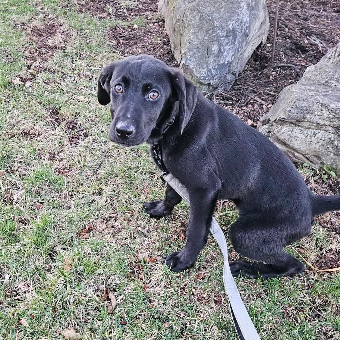 Enlarge Chisel, a ADOPTABLE mixed breed in Bethlehem, PA image 4/5