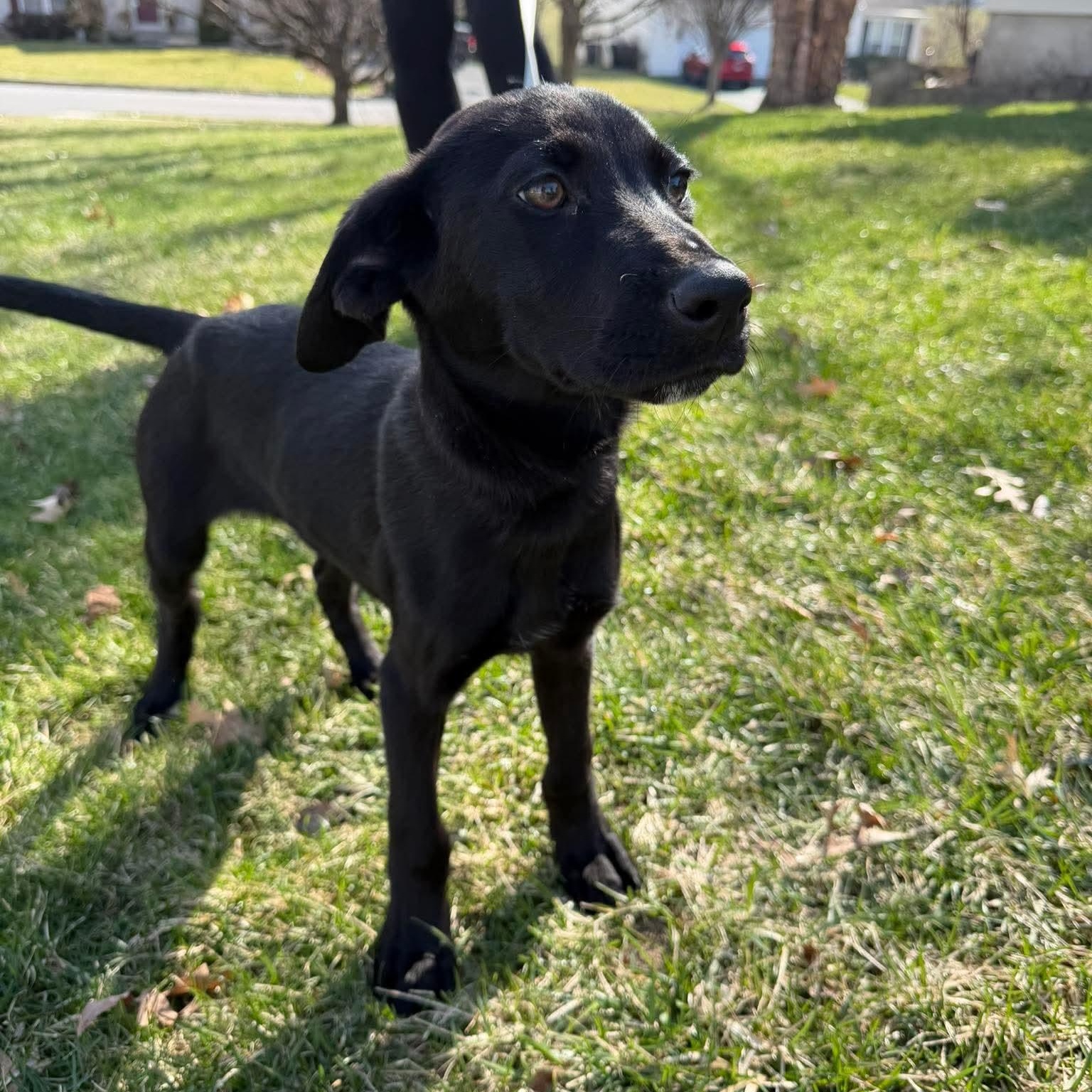 Enlarge Chisel, a ADOPTABLE mixed breed in Bethlehem, PA image 3/5