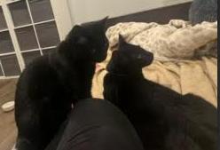 Starlight and Moonlight, ADOPTABLE, Young Male Domestic Short Hair.