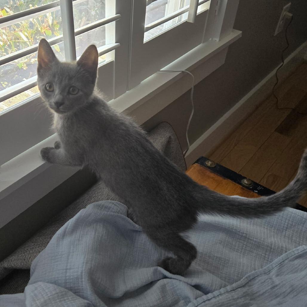 Steel, Adoptable, Kitten Male Domestic Short Hair.