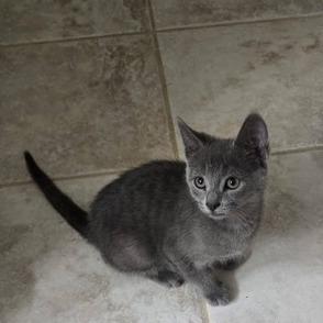 Steel, a Adoptable Domestic Short Hair in Richmond, VA image 2/3