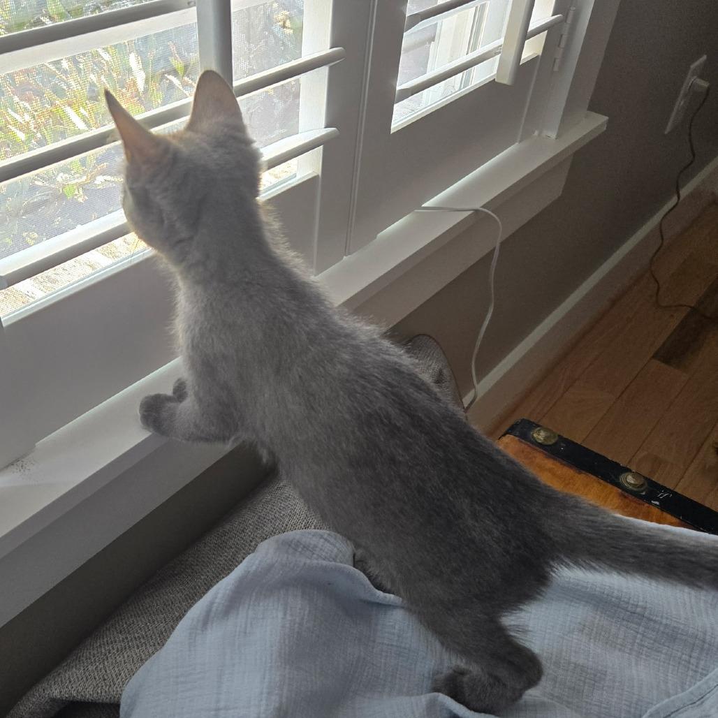 Steel, a Adoptable Domestic Short Hair in Richmond, VA image 3/3