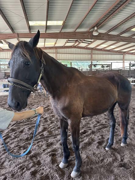 Limbo, ADOPTABLE, Adult Female Grade.