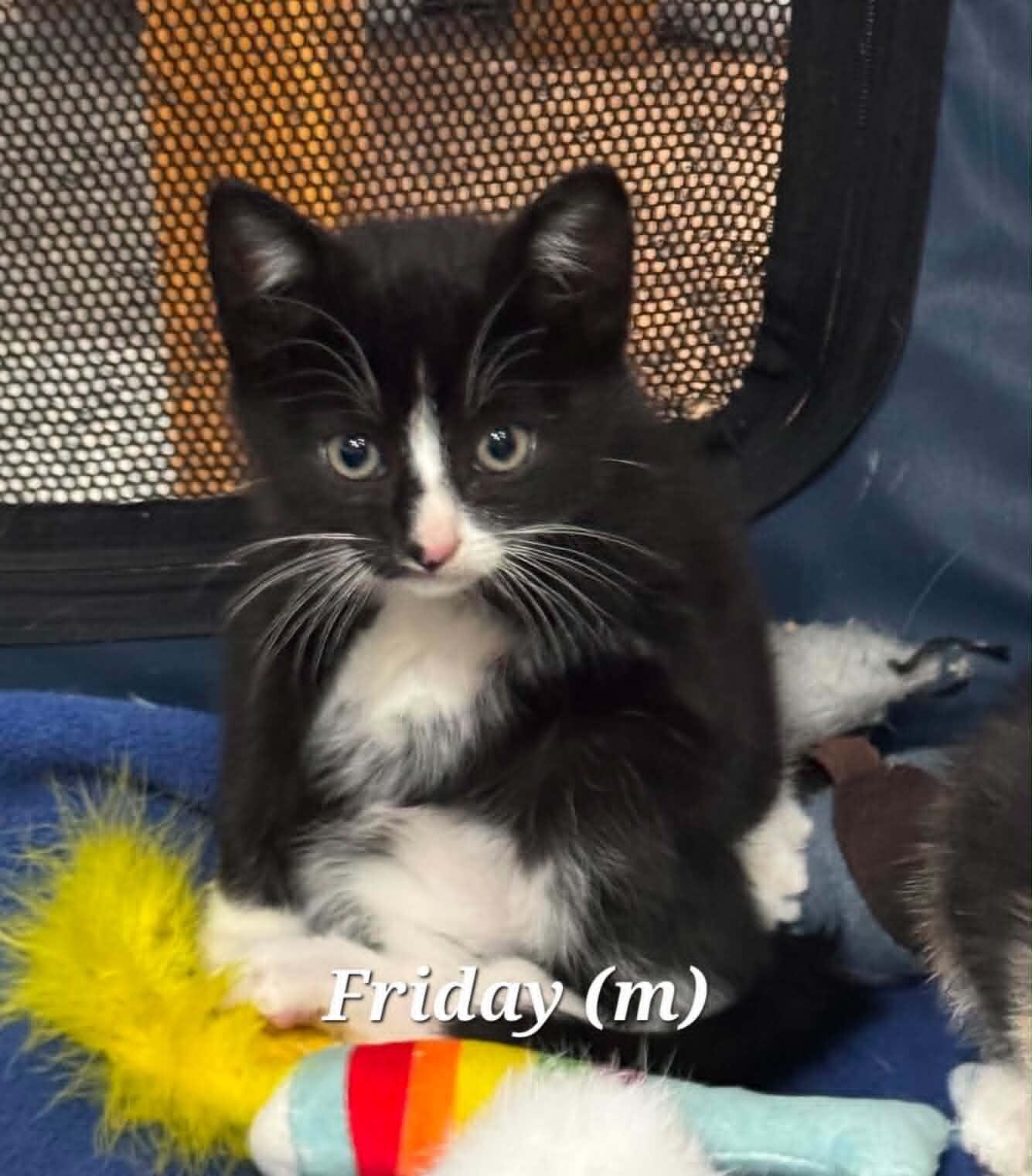 Weekday Crew - CT RESIDENTS ONLY, a ADOPTABLE Domestic Medium Hair in Norwich, CT image 5/5