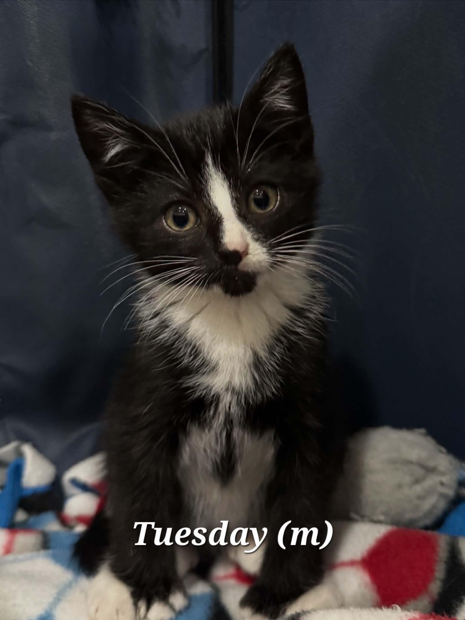 Weekday Crew - CT RESIDENTS ONLY, a ADOPTABLE Domestic Medium Hair in Norwich, CT image 2/5