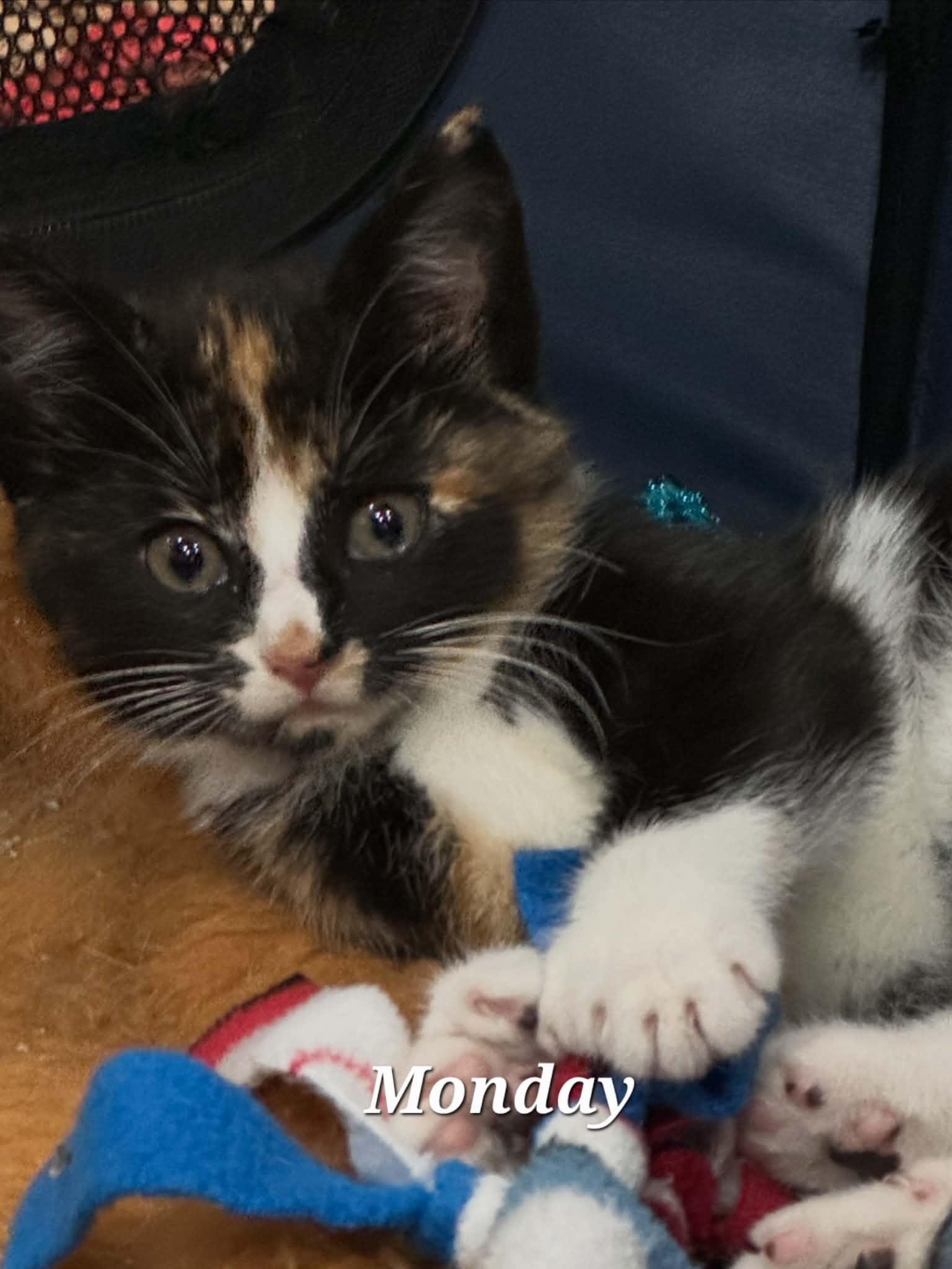 Weekday Crew - CT RESIDENTS ONLY, ADOPTABLE, Kitten Female Domestic Medium Hair.