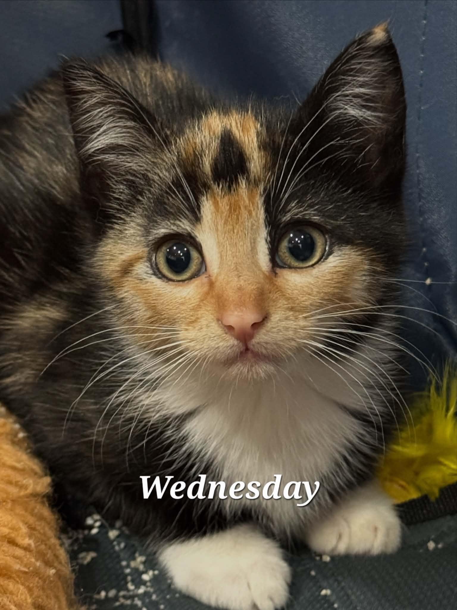 Weekday Crew - CT RESIDENTS ONLY, a ADOPTABLE Domestic Medium Hair in Norwich, CT image 3/5