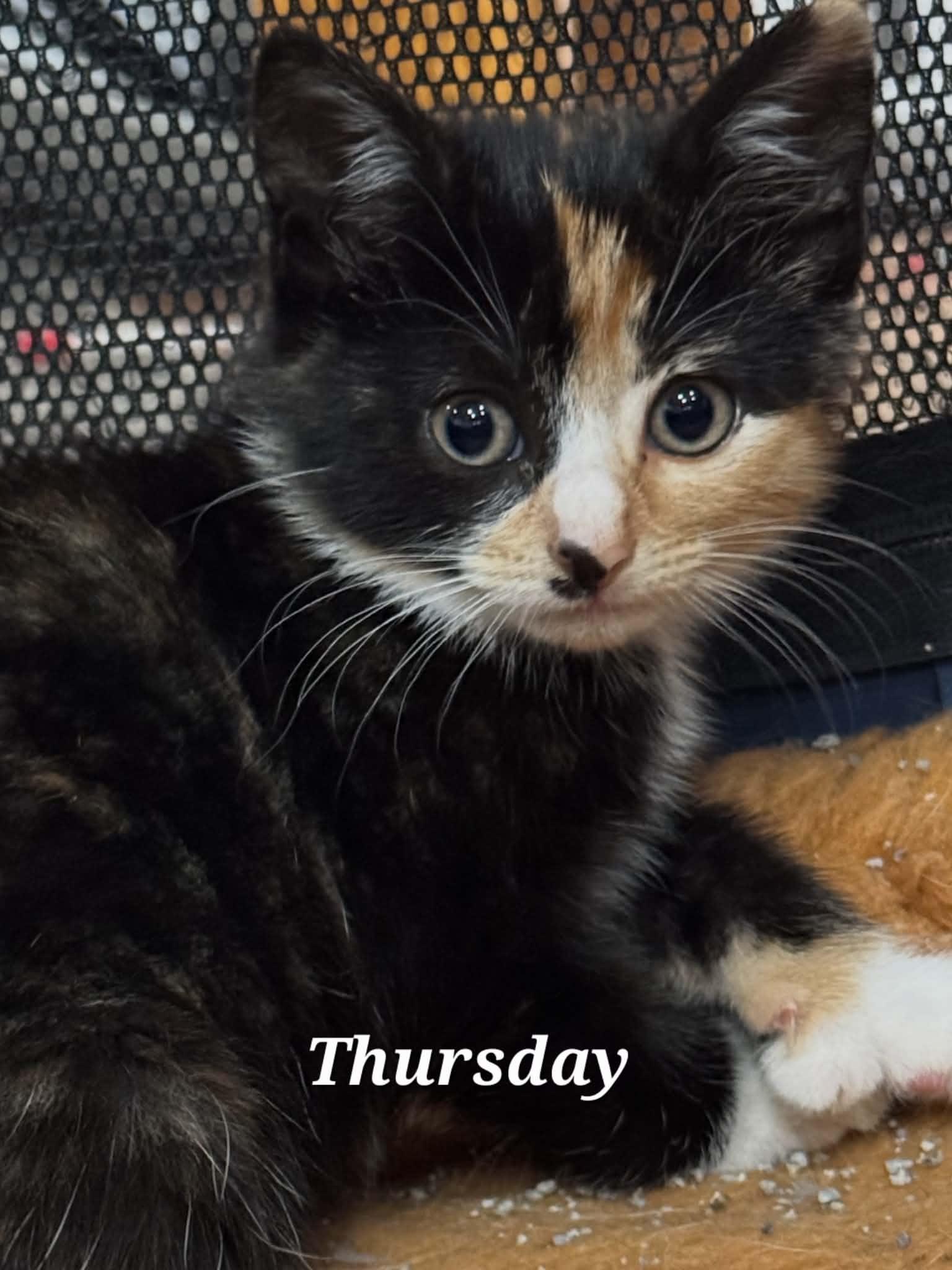 Weekday Crew - CT RESIDENTS ONLY, a ADOPTABLE Domestic Medium Hair in Norwich, CT image 4/5