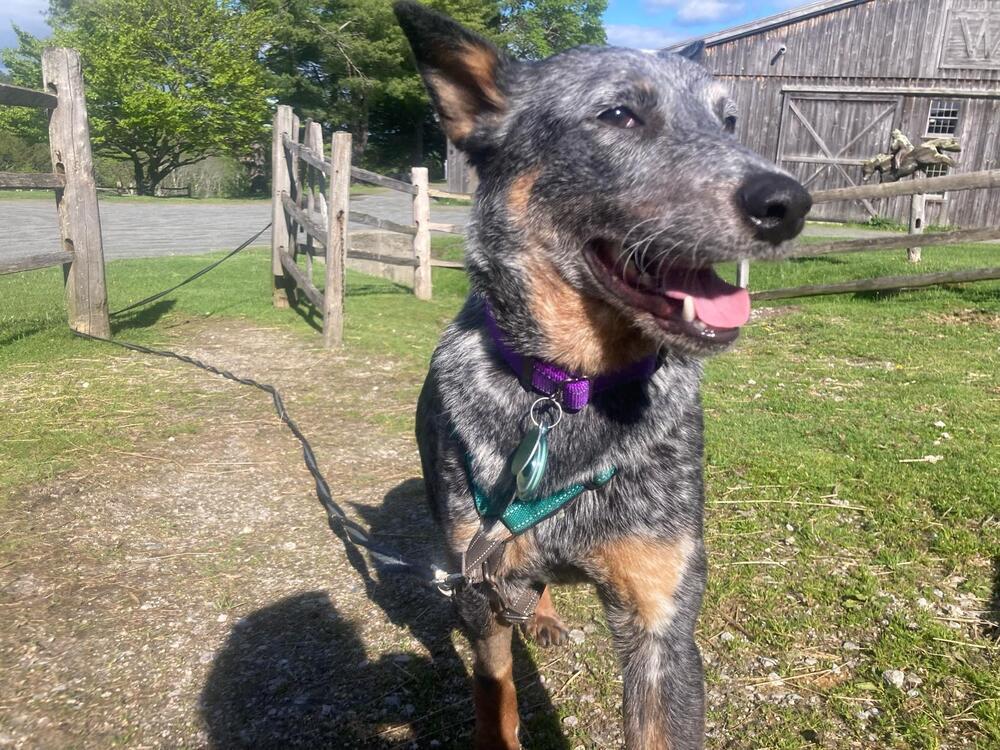 Enlarge Delilah (FOSTERED LOCALLY), a Adoptable mixed breed in Leverett, MA image 1/6