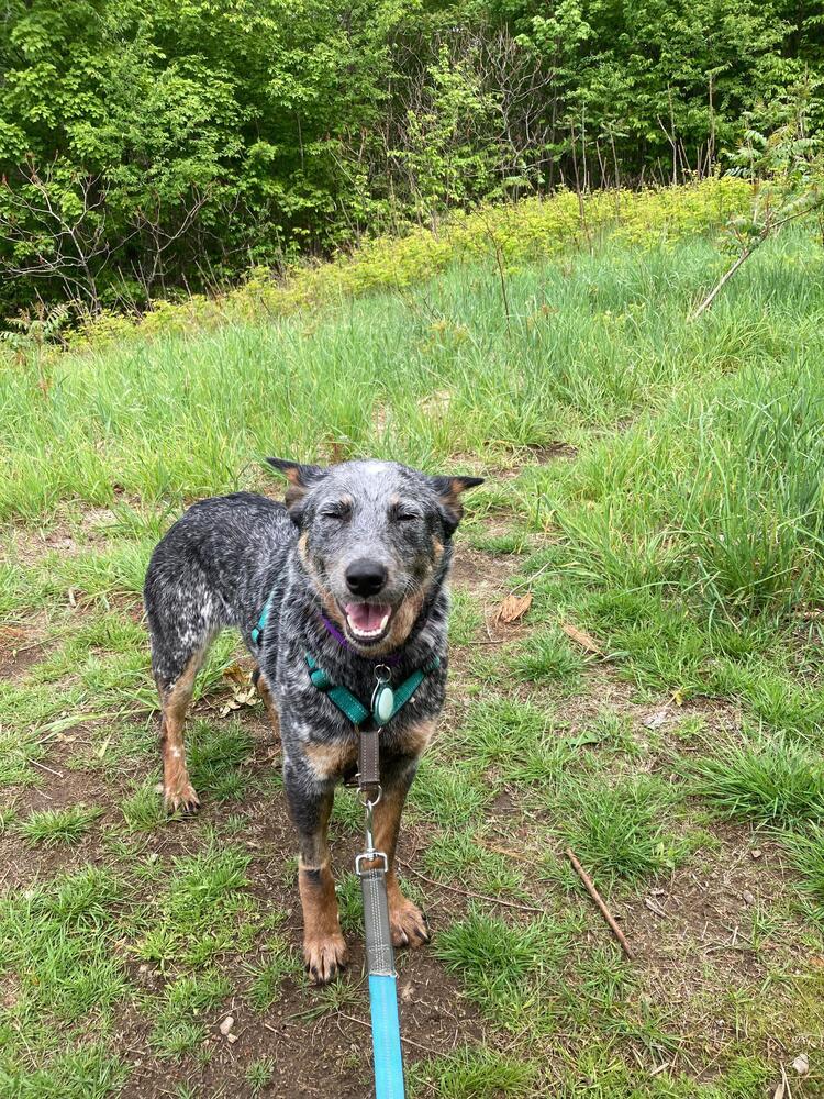 Enlarge Delilah (FOSTERED LOCALLY), a Adoptable mixed breed in Leverett, MA image 2/6
