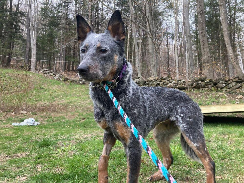 Enlarge Delilah (FOSTERED LOCALLY), a Adoptable mixed breed in Leverett, MA image 3/6