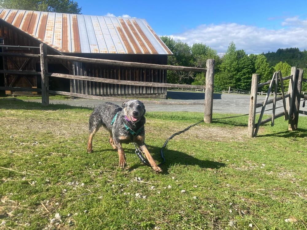 Enlarge Delilah (FOSTERED LOCALLY), a Adoptable mixed breed in Leverett, MA image 4/6