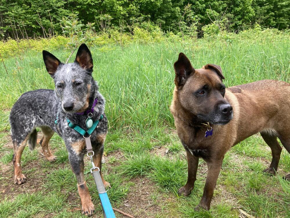 Enlarge Delilah (FOSTERED LOCALLY), a Adoptable mixed breed in Leverett, MA image 5/6