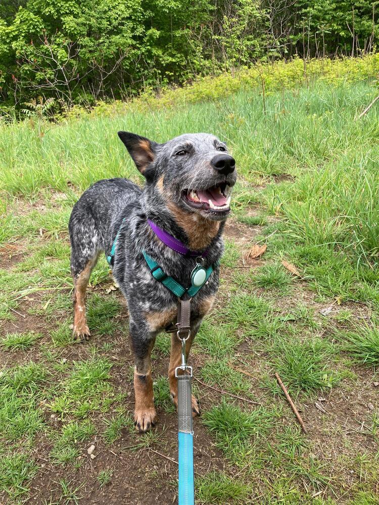 Enlarge Delilah (FOSTERED LOCALLY), a Adoptable mixed breed in Leverett, MA image 6/6