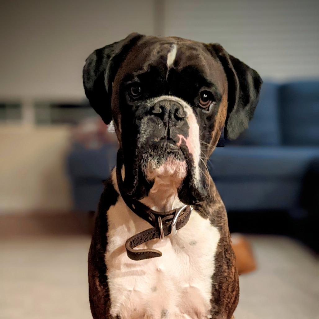Oscar, Adoptable, Adult Male Boxer.