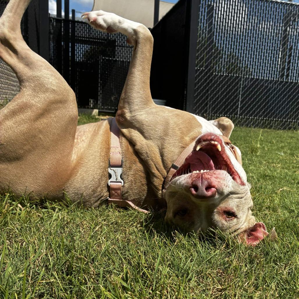 Nala, Adoptable, Senior Female Pit Bull Terrier & Boxer.