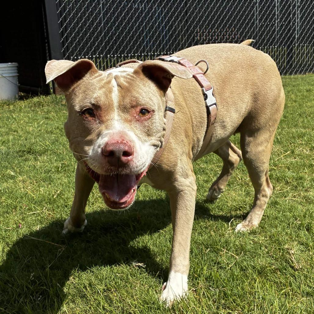 Nala, a Adoptable mixed breed in Beaumont, TX image 2/3