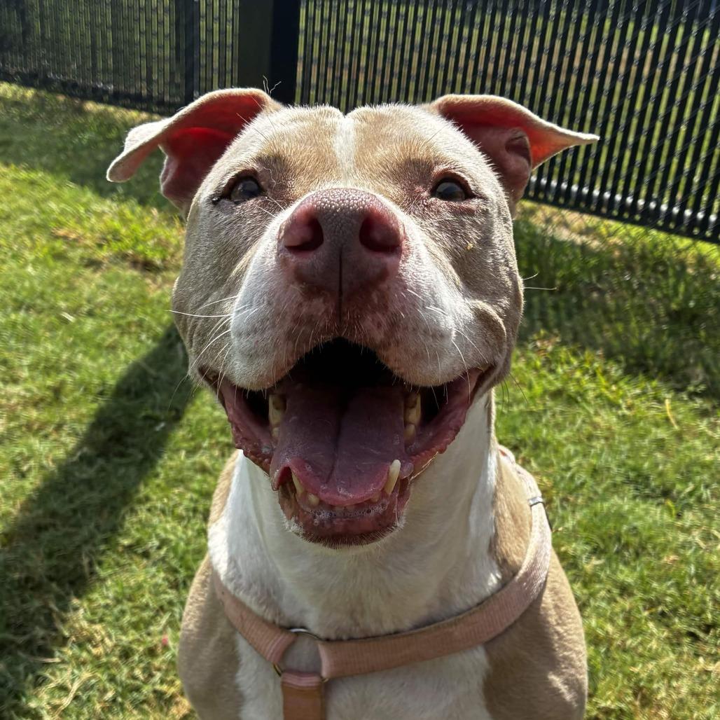 Nala, a Adoptable mixed breed in Beaumont, TX image 3/3