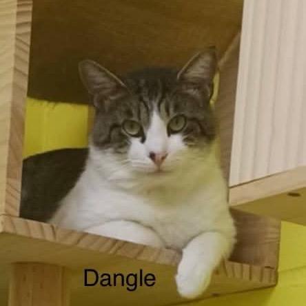 Dangle, Adoptable, Adult Male Domestic Short Hair.