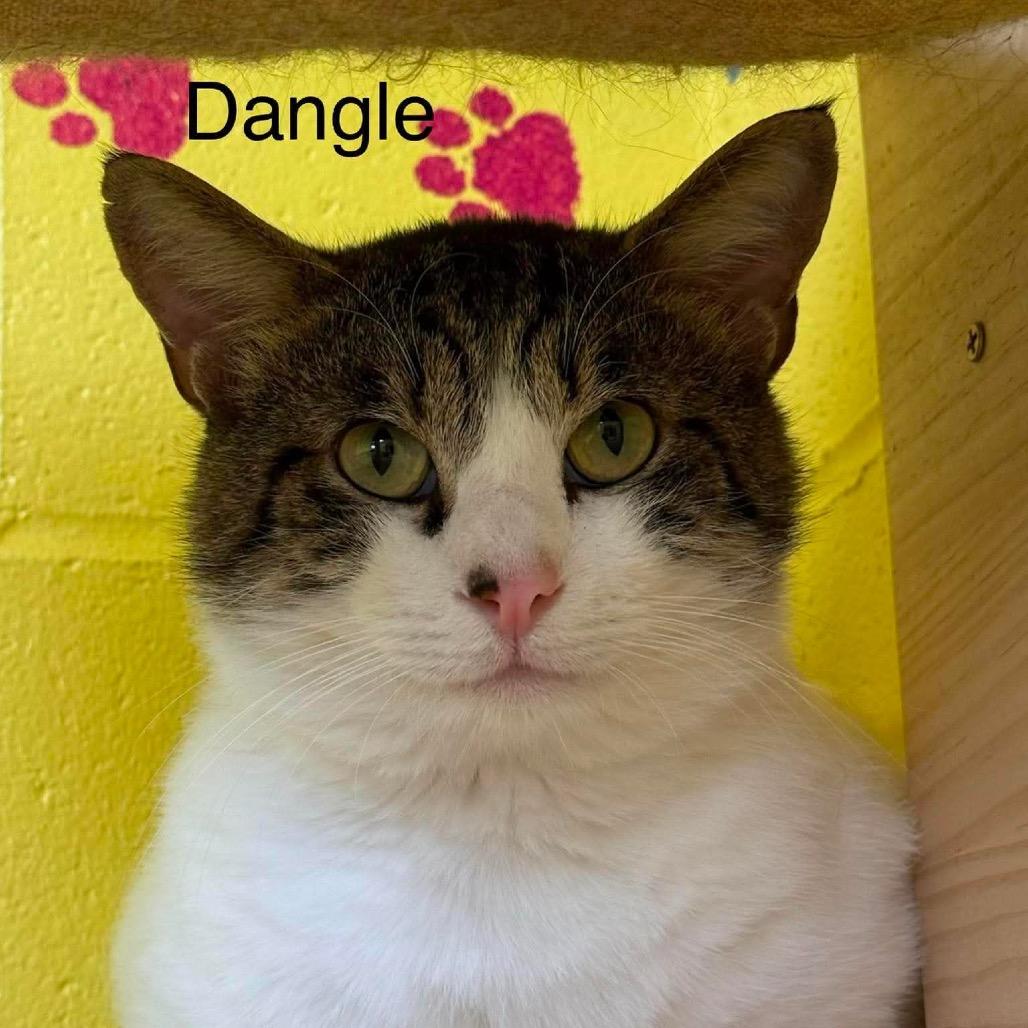 Enlarge Dangle, a Adoptable Domestic Short Hair in Parkersburg, WV image 2/6