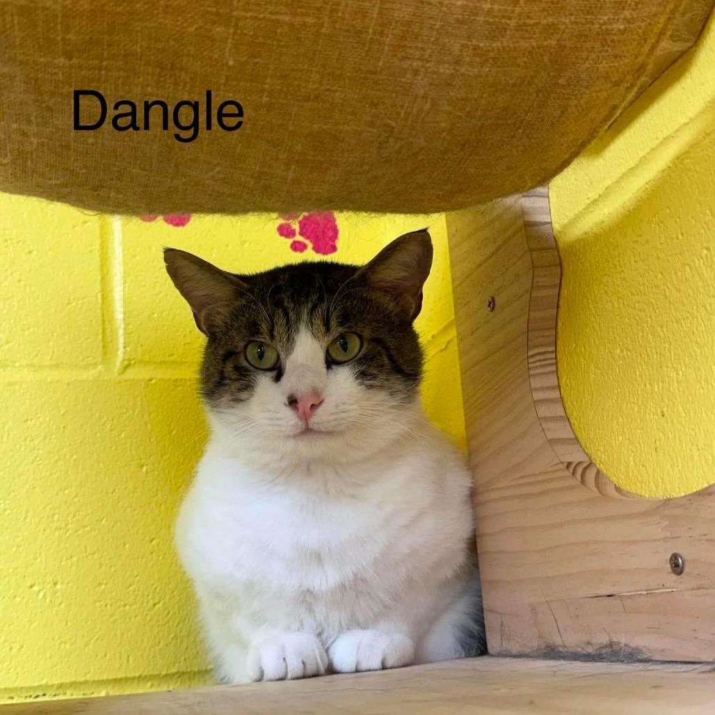 Enlarge Dangle, a Adoptable Domestic Short Hair in Parkersburg, WV image 3/6