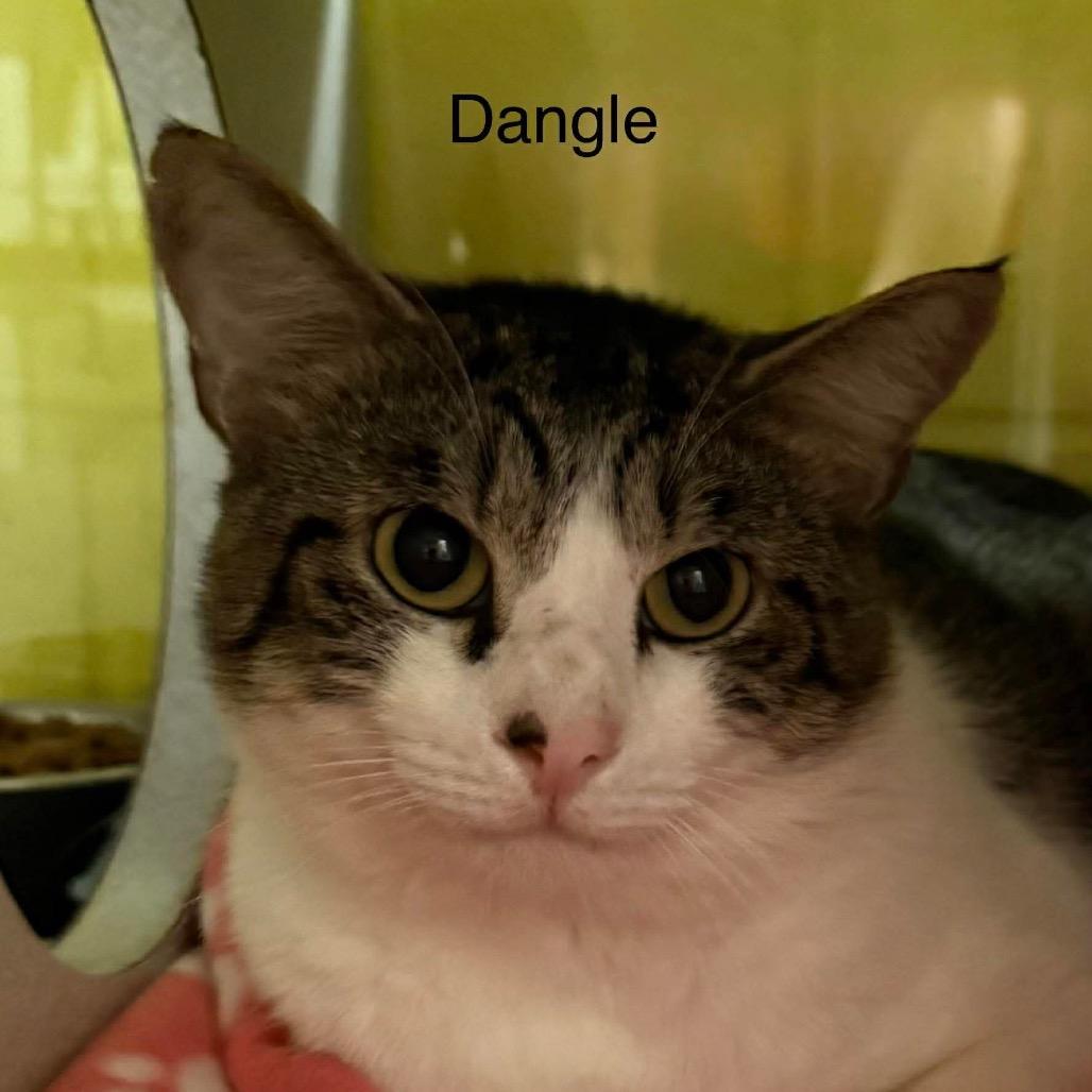Enlarge Dangle, a Adoptable Domestic Short Hair in Parkersburg, WV image 4/6