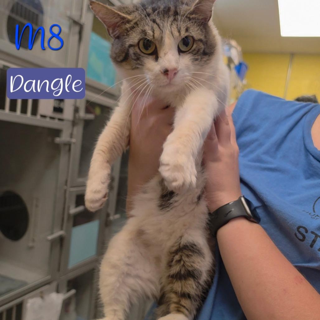 Enlarge Dangle, a Adoptable Domestic Short Hair in Parkersburg, WV image 5/6