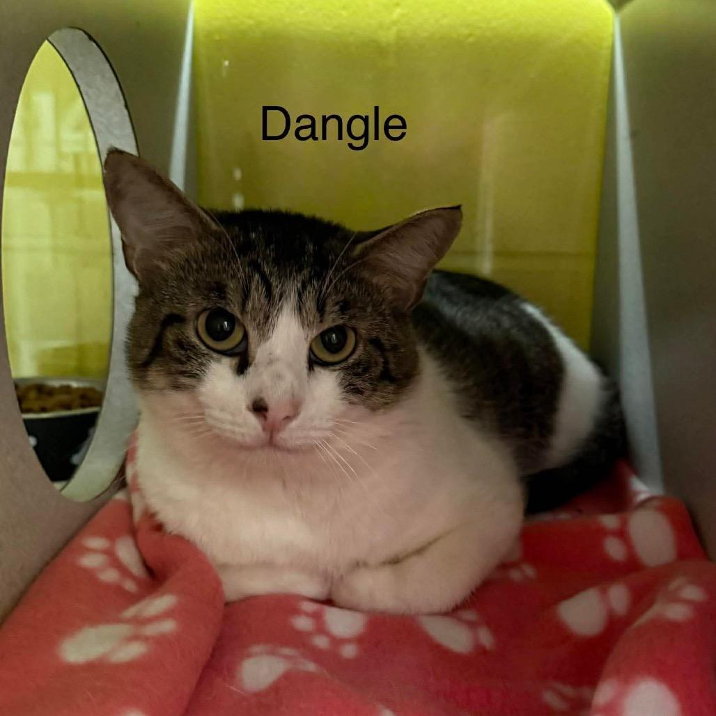 Enlarge Dangle, a Adoptable Domestic Short Hair in Parkersburg, WV image 6/6