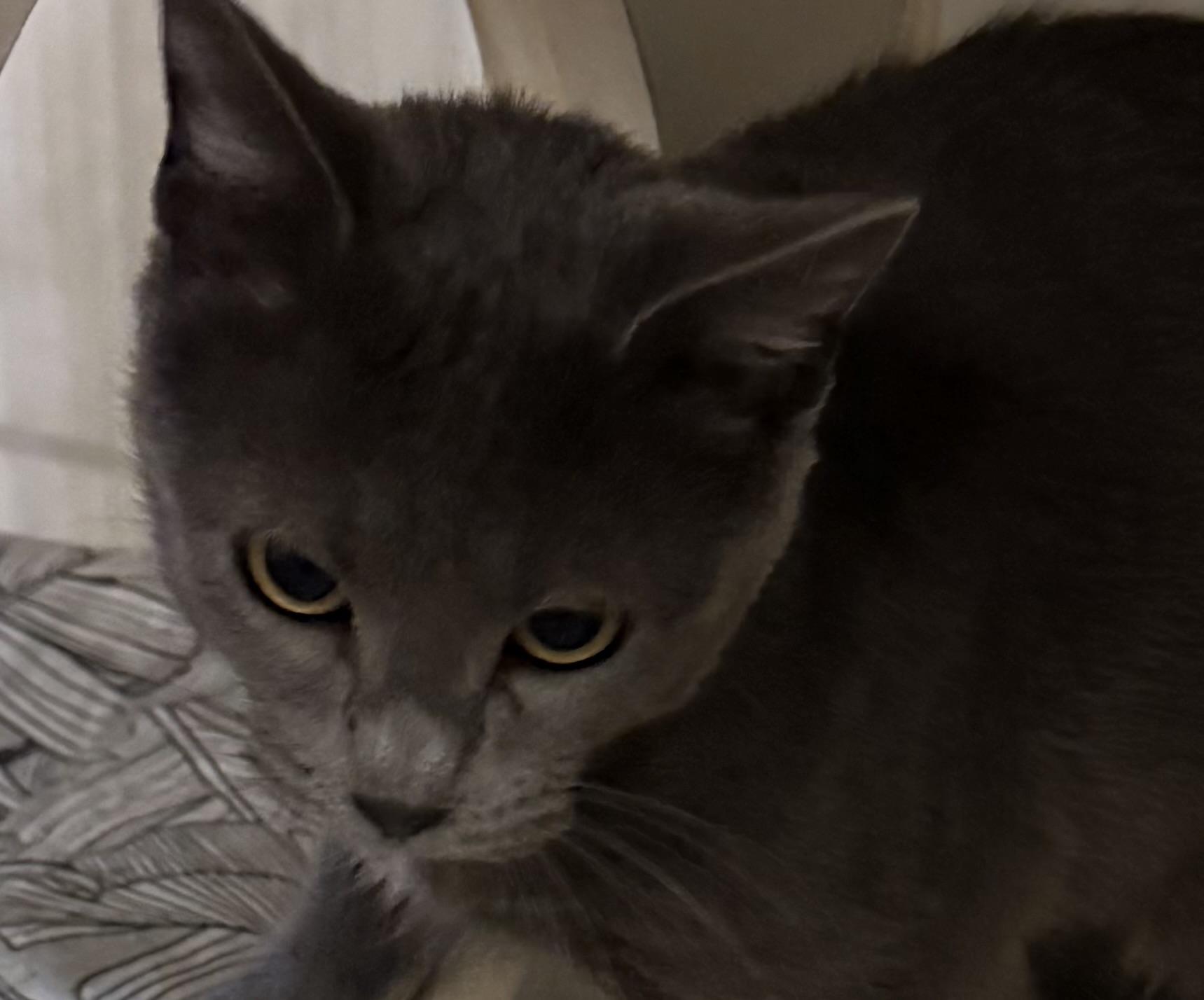 SNOW WHITE, ADOPTABLE, Adult Female Domestic Short Hair.