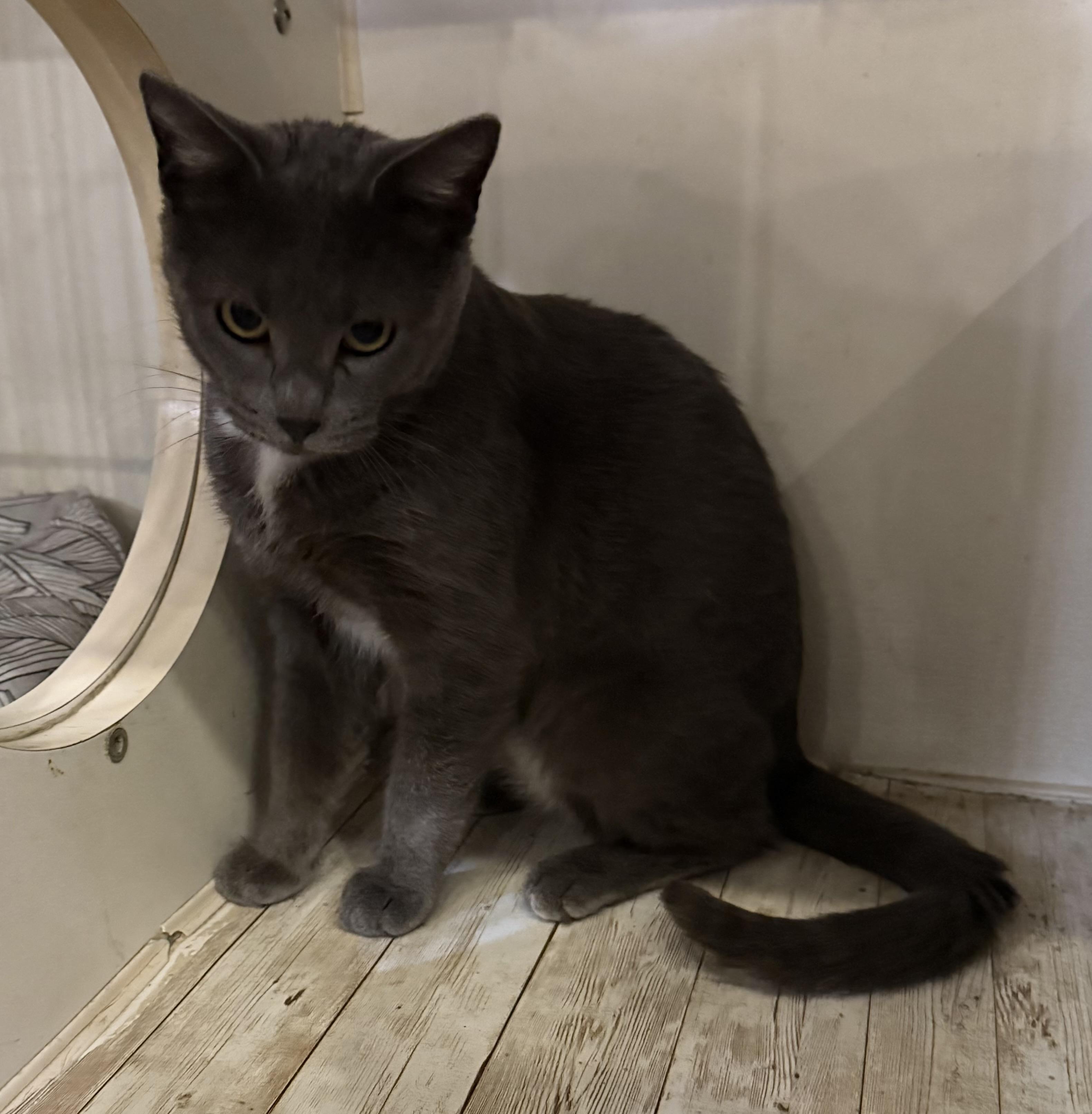 SNOW WHITE, a ADOPTABLE Domestic Short Hair in Lake Ozark, MO image 2/2