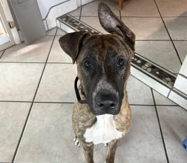 Enlarge KAYDEN*, a Adoptable mixed breed in Tucson, AZ image 1/1