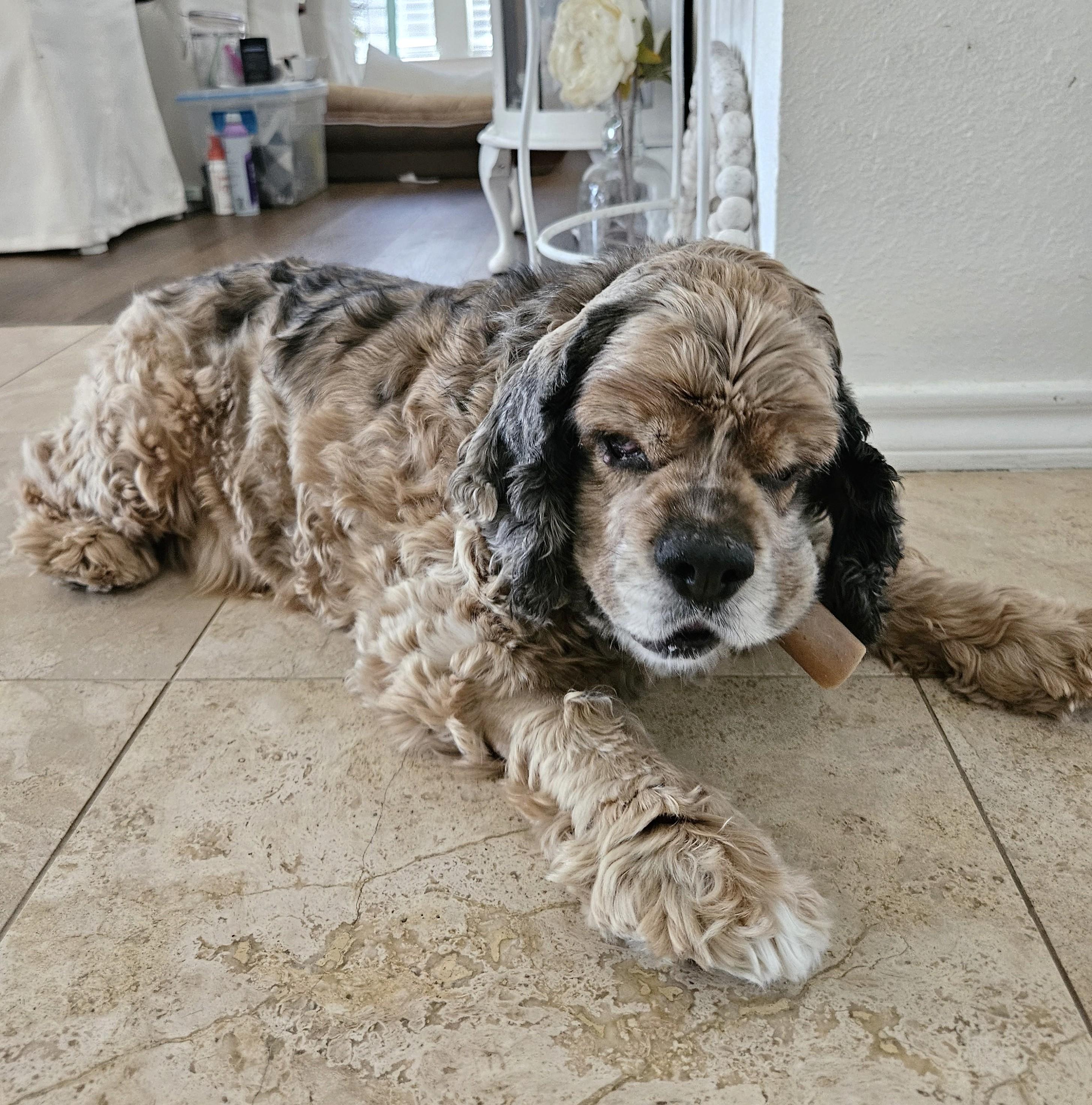 Enlarge King, a Adopted Cocker Spaniel in Plano, TX image 3/5