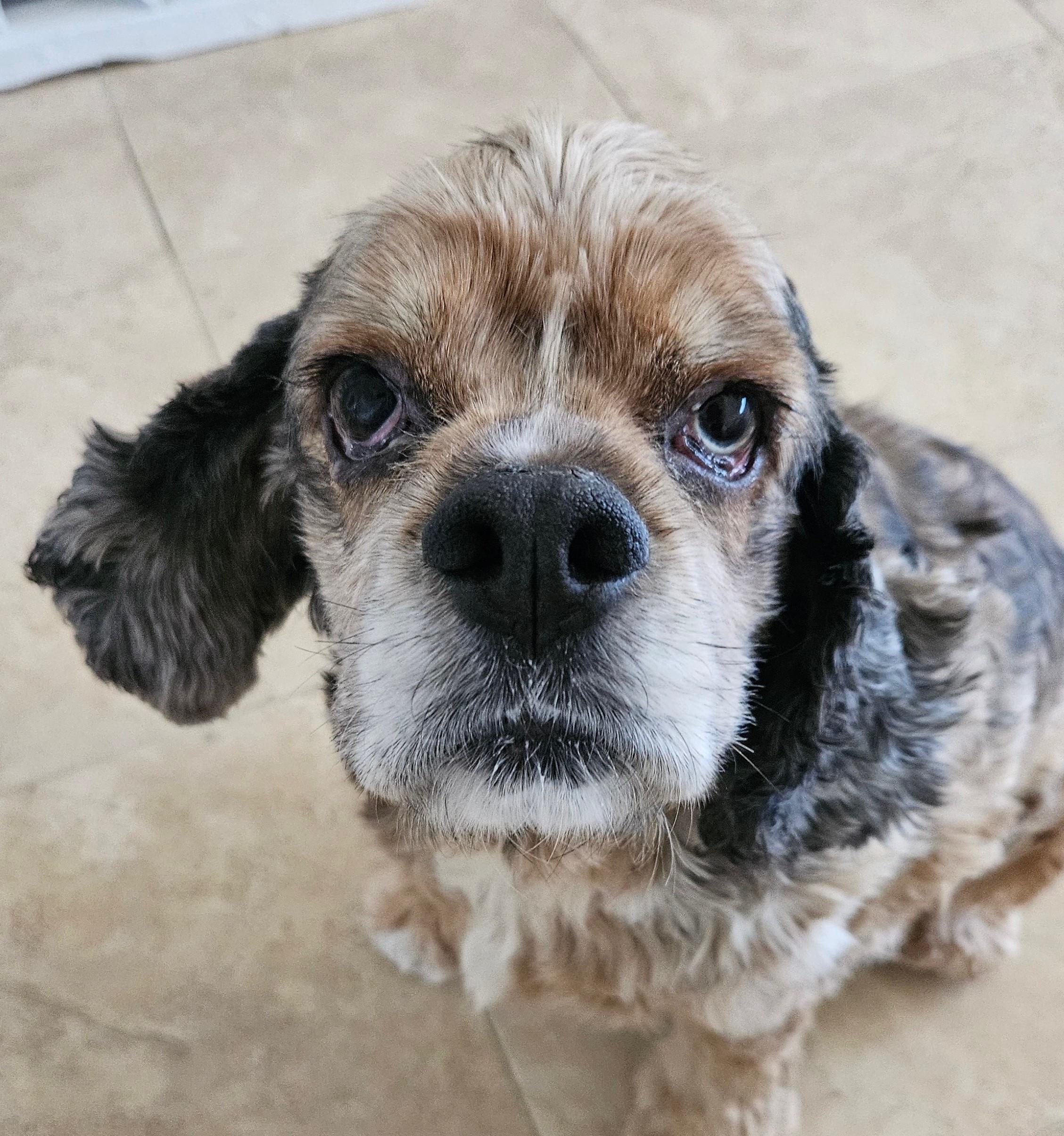 King, Adopted, Young Male Cocker Spaniel.