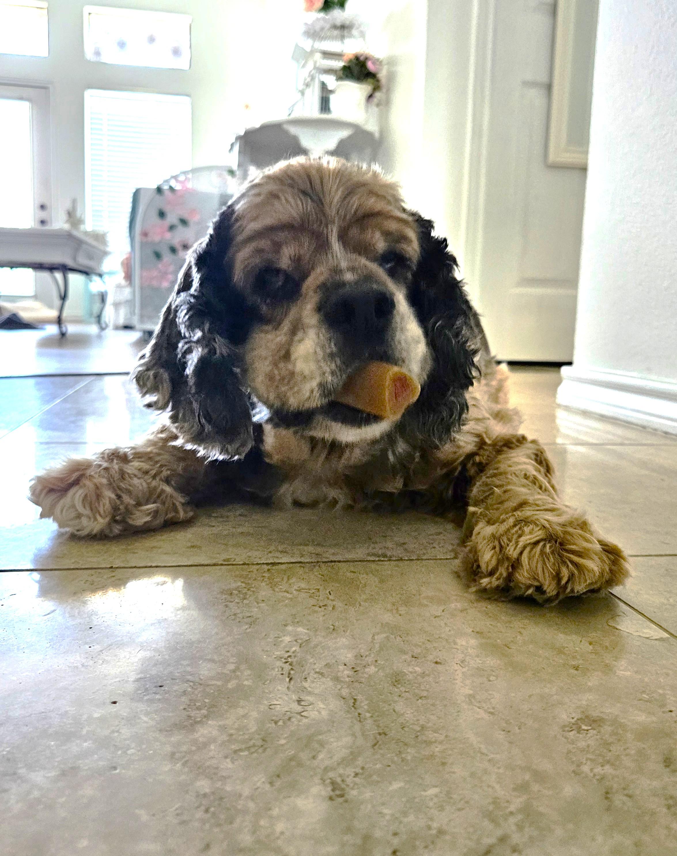Enlarge King, a Adopted Cocker Spaniel in Plano, TX image 4/5