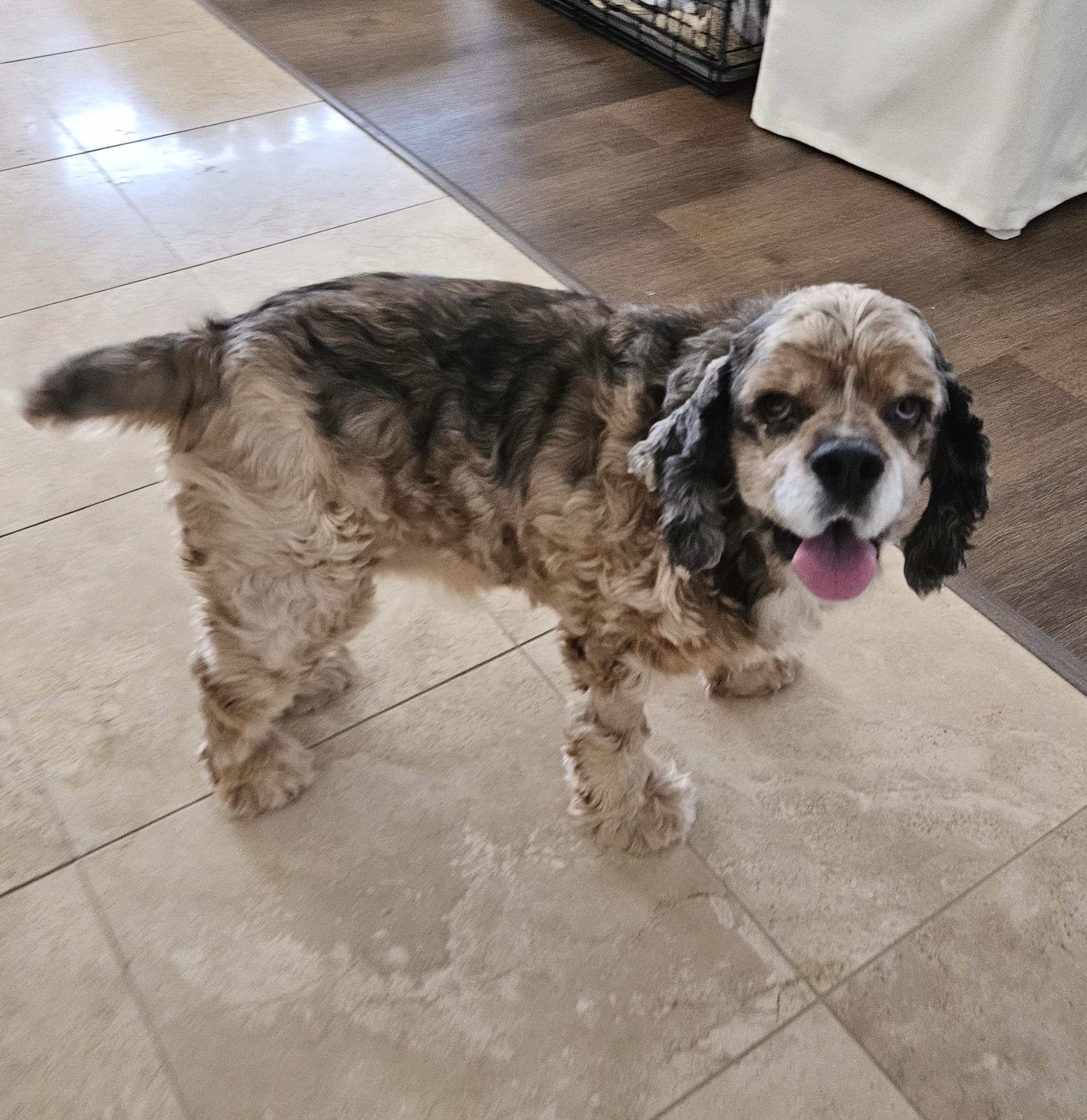 Enlarge King, a Adopted Cocker Spaniel in Plano, TX image 2/5
