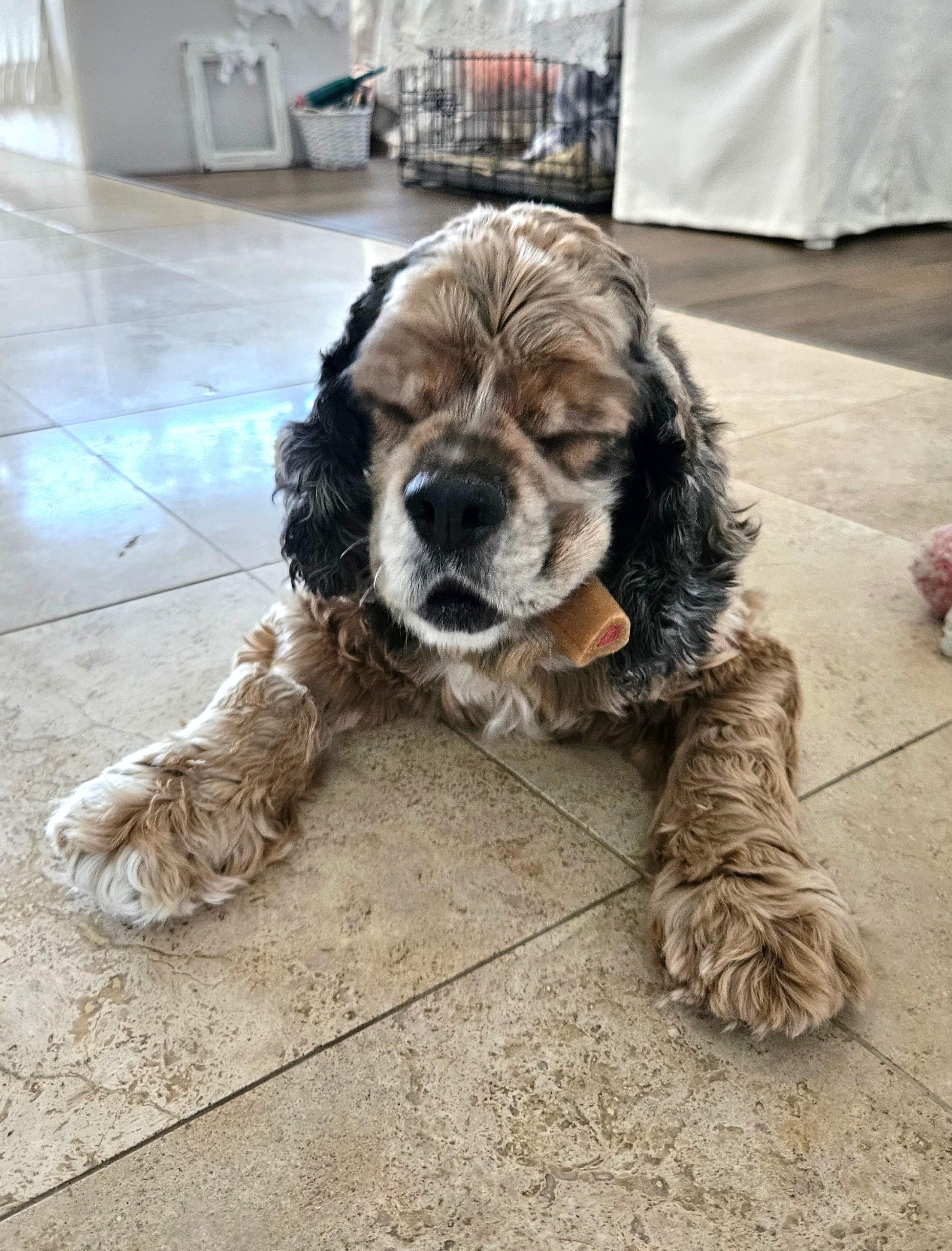 Enlarge King, a Adopted Cocker Spaniel in Plano, TX image 5/5