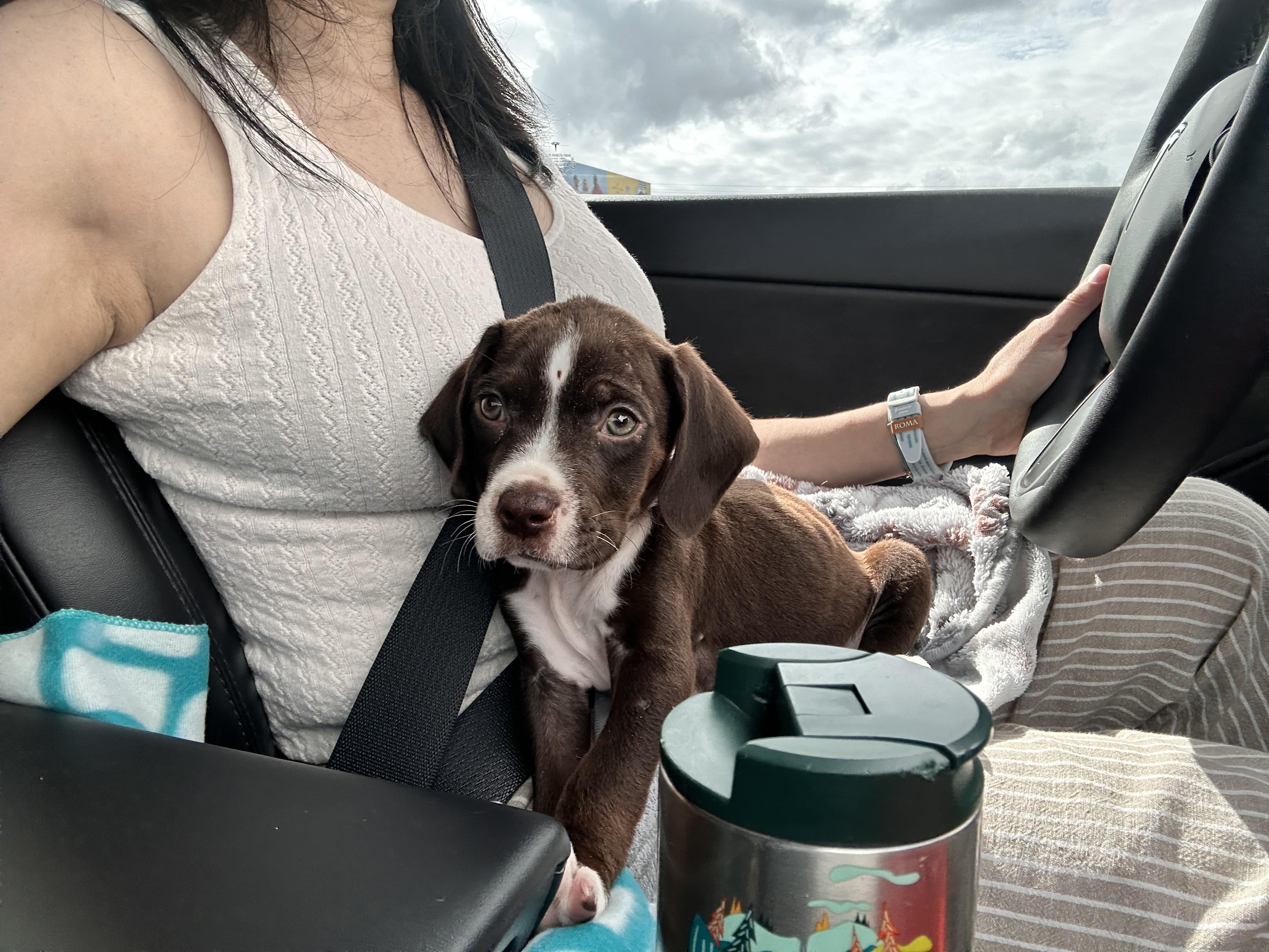 Enlarge Beau, a ADOPTABLE mixed breed in Orlando, FL image 6/6