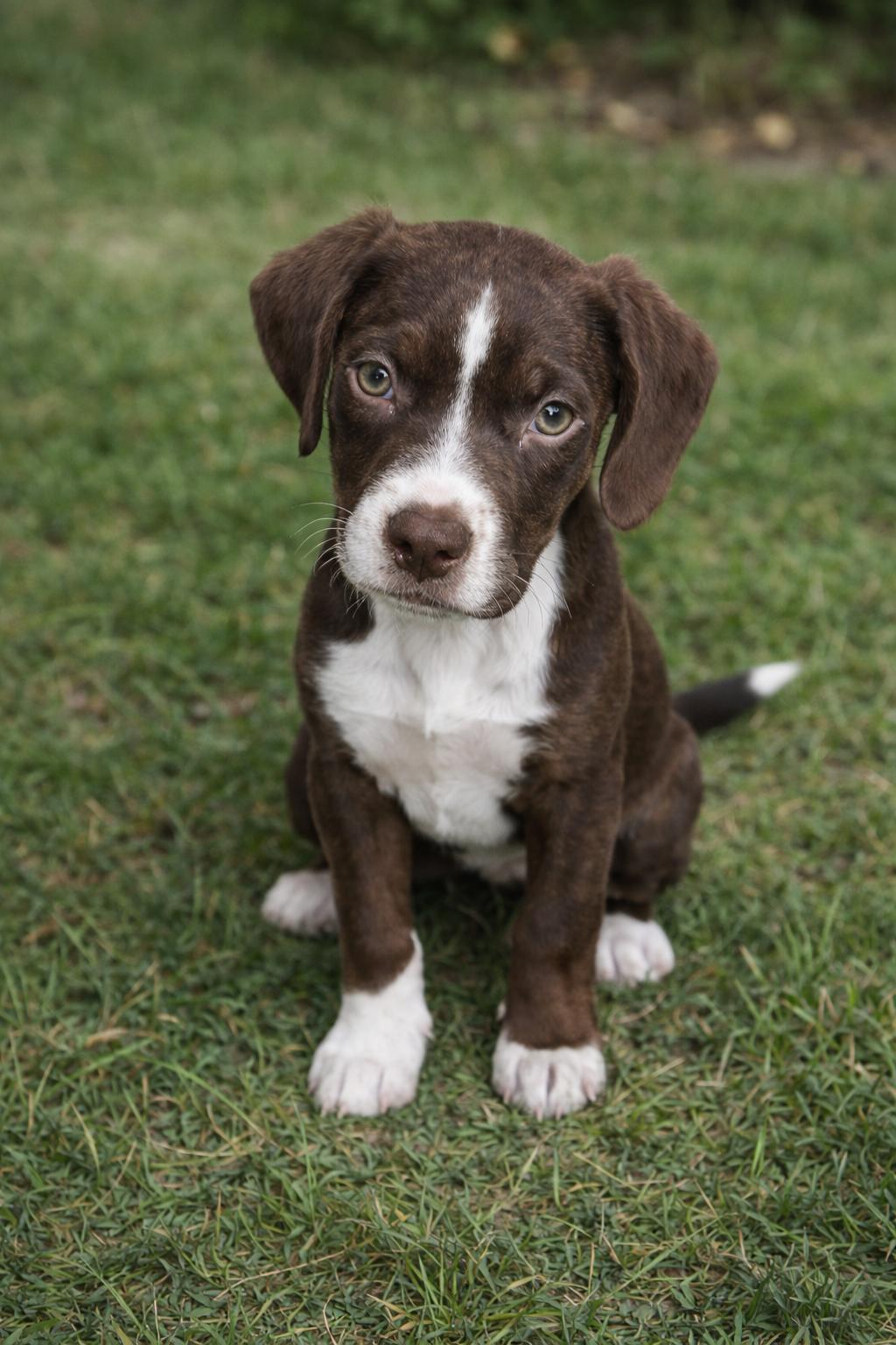 Beau, ADOPTABLE, Puppy Male Boxer.