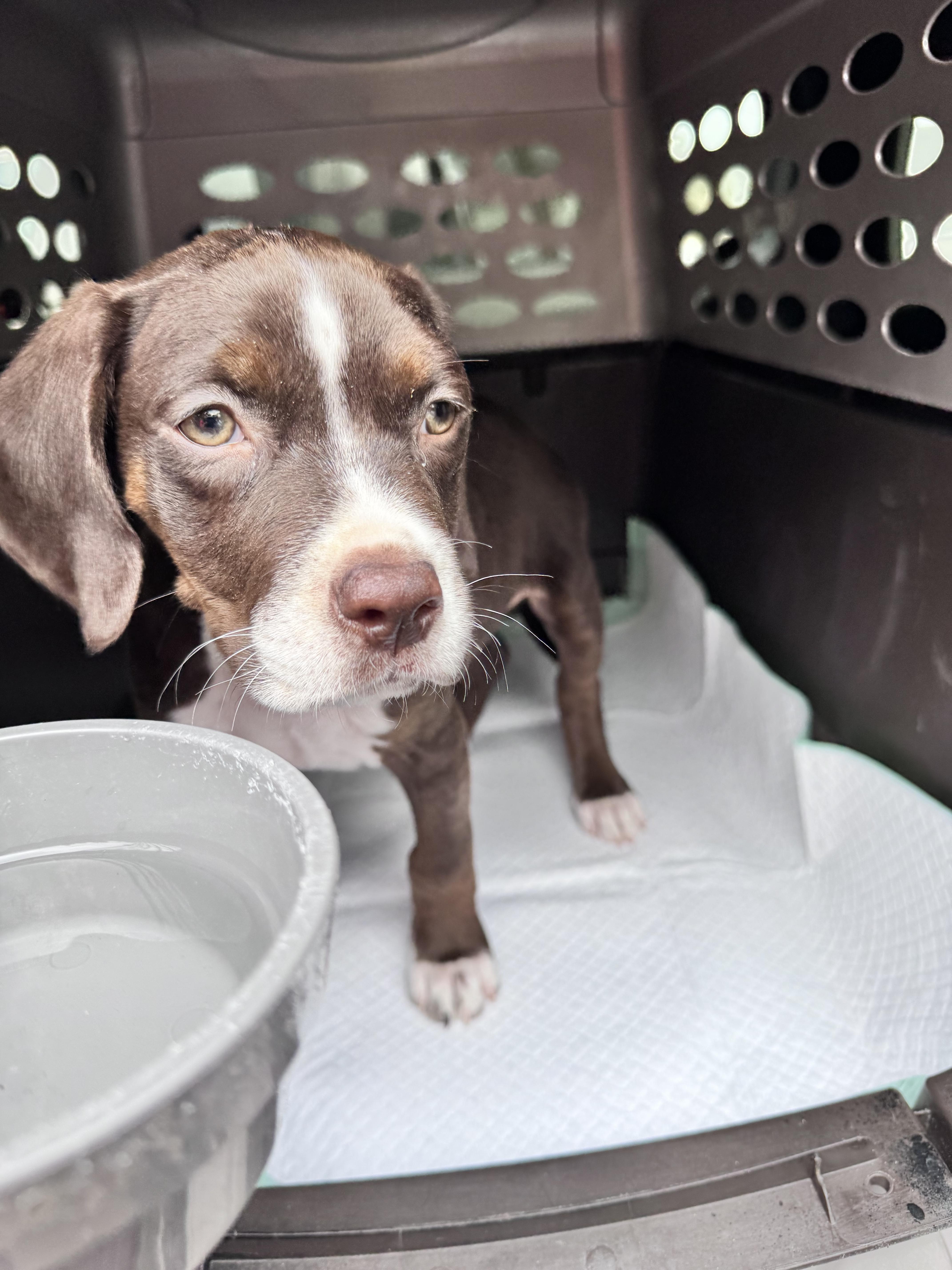 Enlarge Beau, a ADOPTABLE mixed breed in Orlando, FL image 5/6