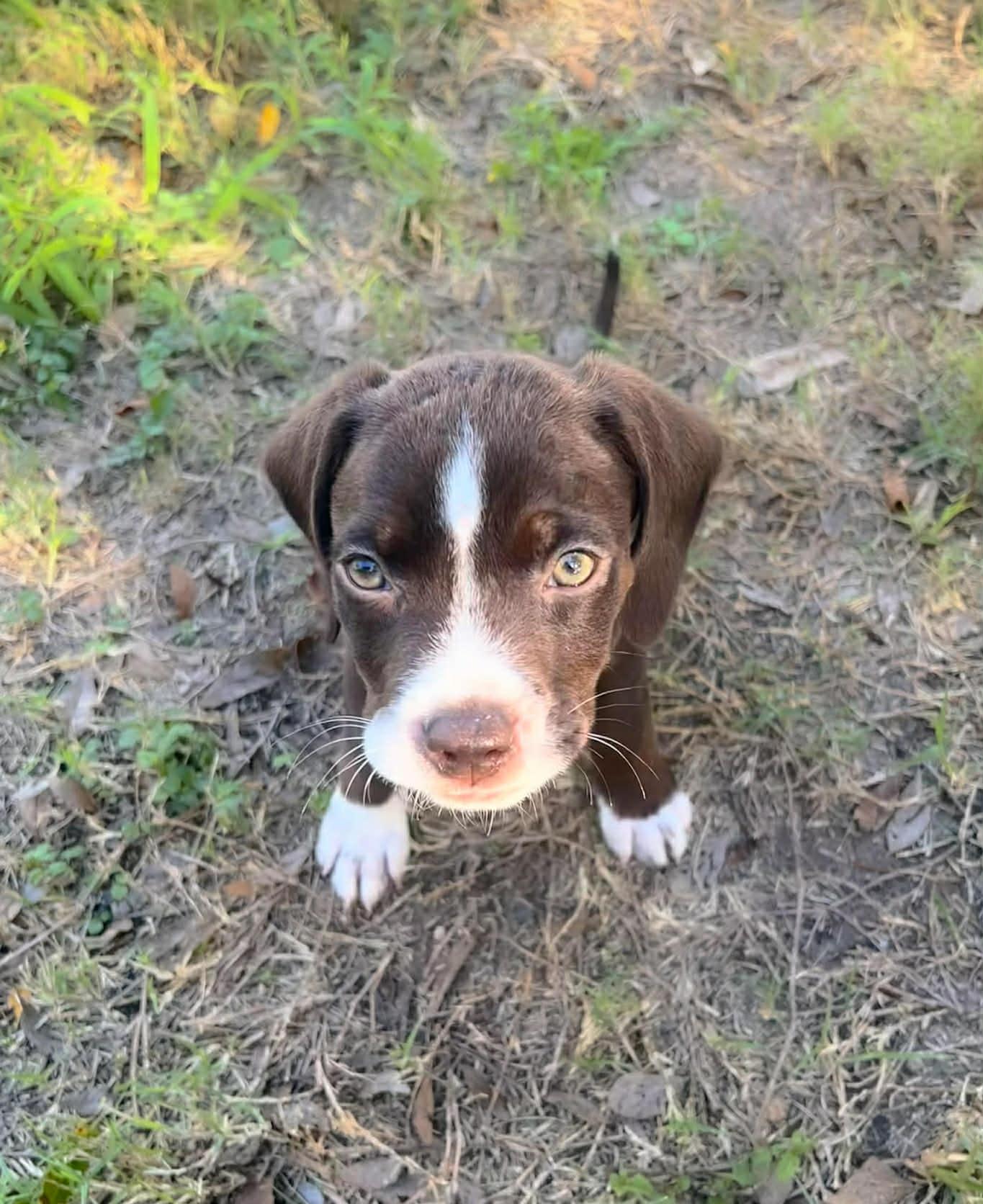 Enlarge Beau, a ADOPTABLE mixed breed in Orlando, FL image 4/6