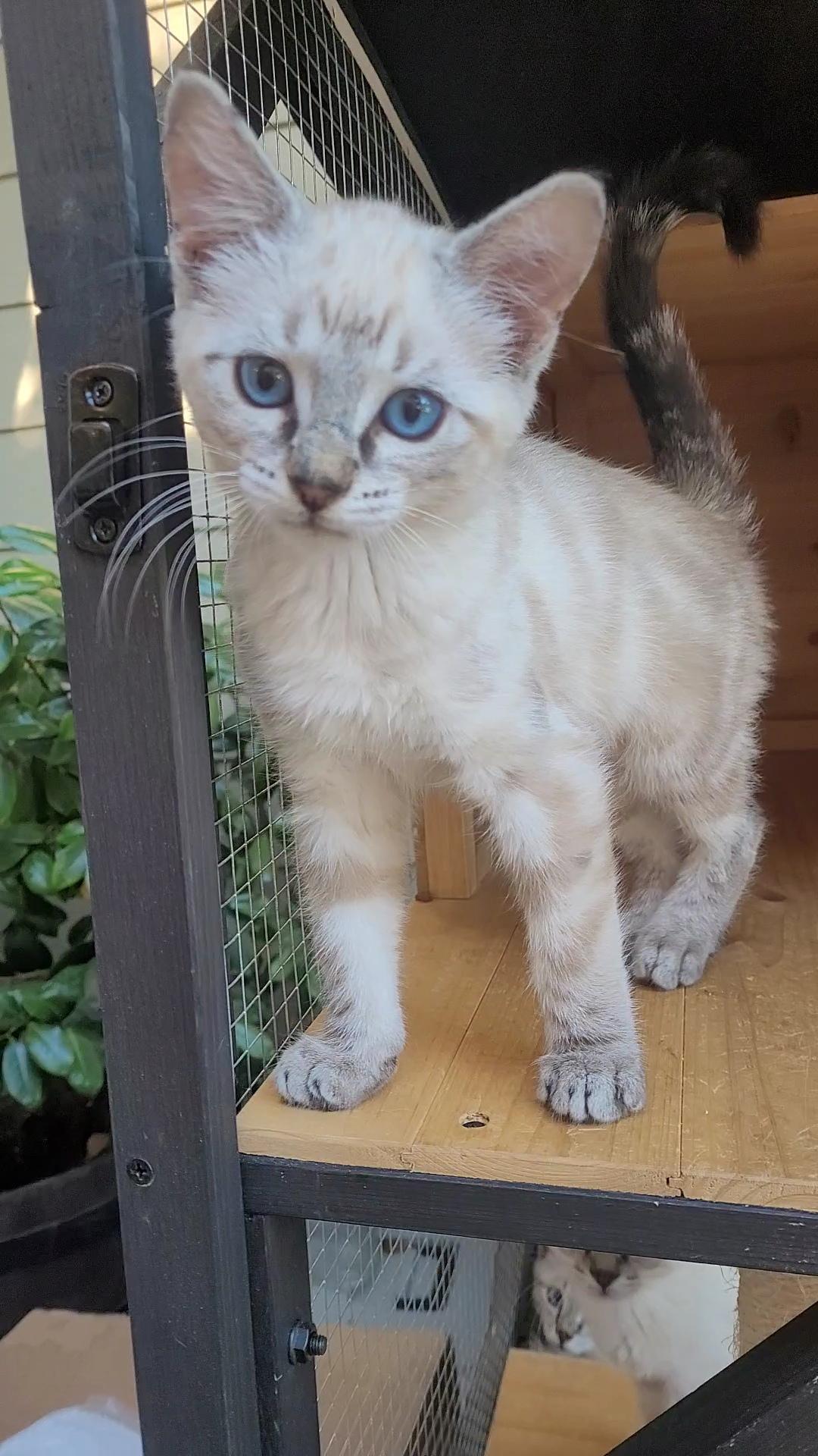 Enlarge BLUE-EYED BEAUTIES x 4, a ADOPTABLE Siamese in Escalon, CA image 6/6