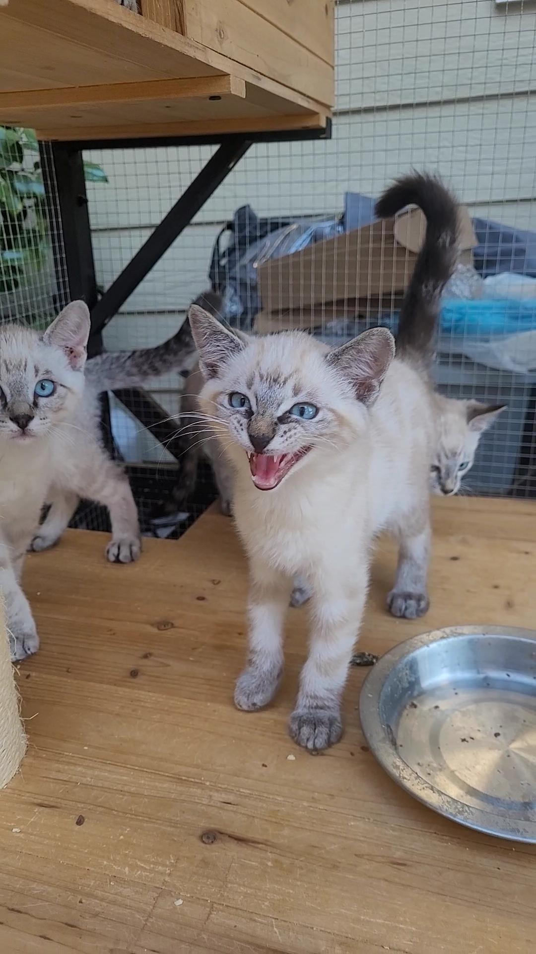 Enlarge BLUE-EYED BEAUTIES x 4, a ADOPTABLE Siamese in Escalon, CA image 4/6