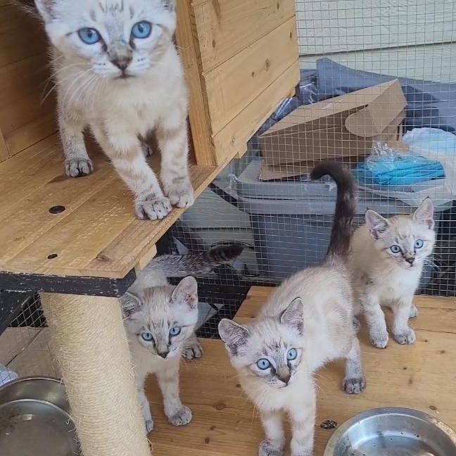 Enlarge BLUE-EYED BEAUTIES x 4, a ADOPTABLE Siamese in Escalon, CA image 5/6