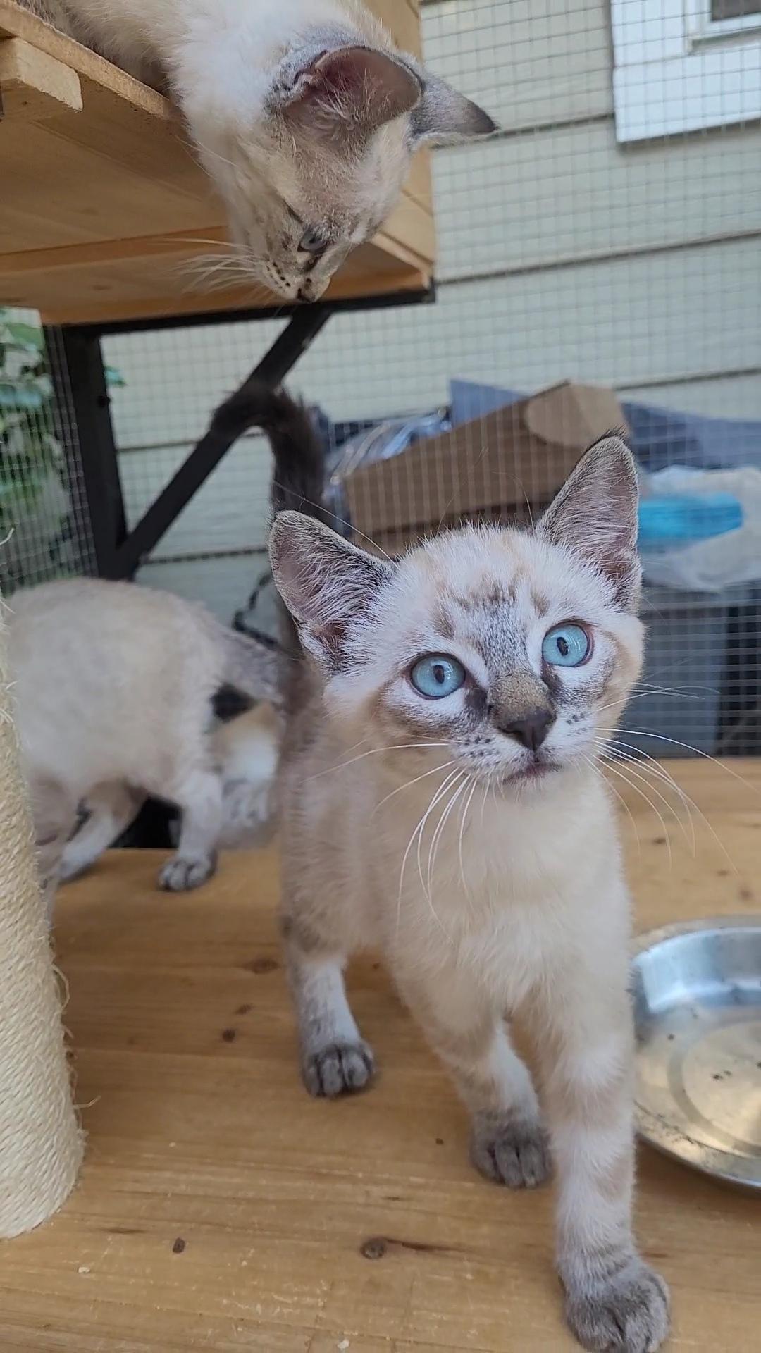 Enlarge BLUE-EYED BEAUTIES x 4, a ADOPTABLE Siamese in Escalon, CA image 3/6