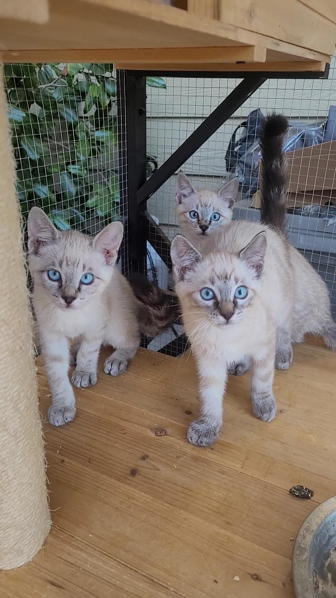 BLUE-EYED BEAUTIES x 4, ADOPTABLE, Kitten Male Siamese.