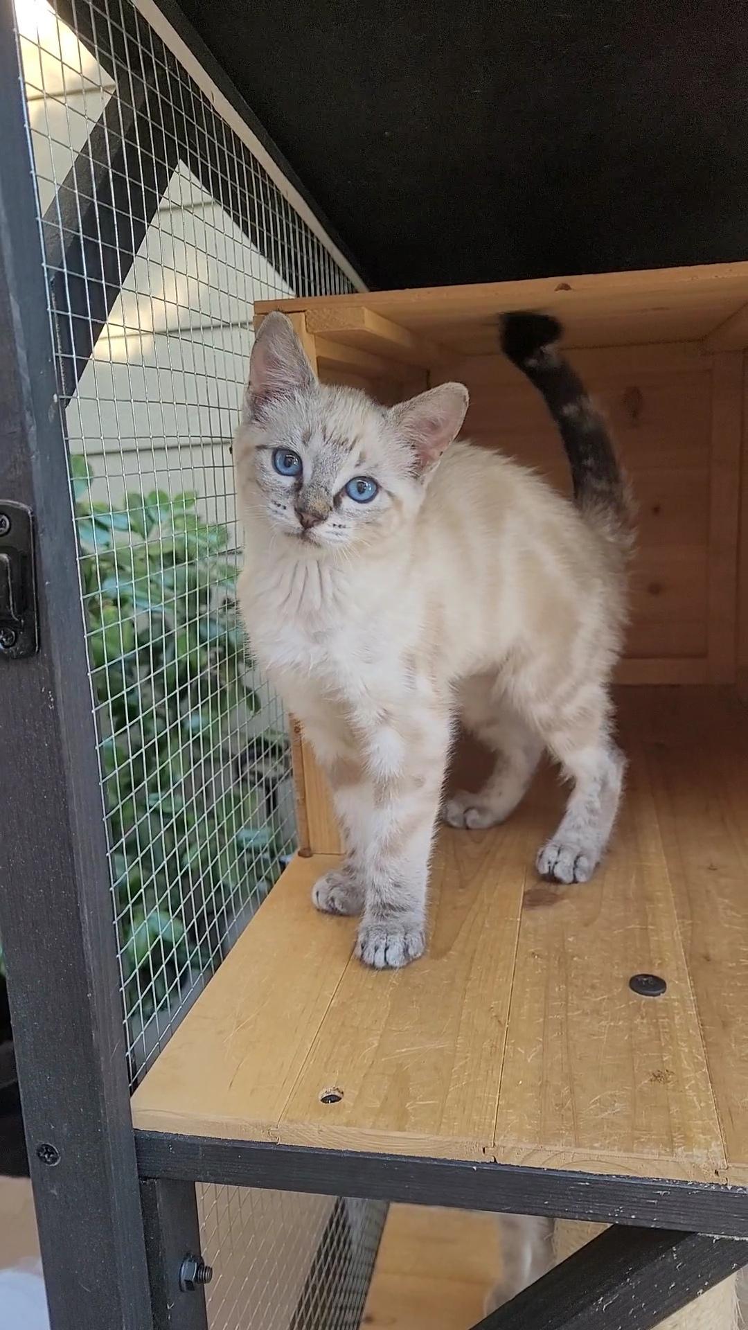 Enlarge BLUE-EYED BEAUTIES x 4, a ADOPTABLE Siamese in Escalon, CA image 2/6
